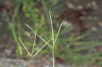 Smooth crabgrass